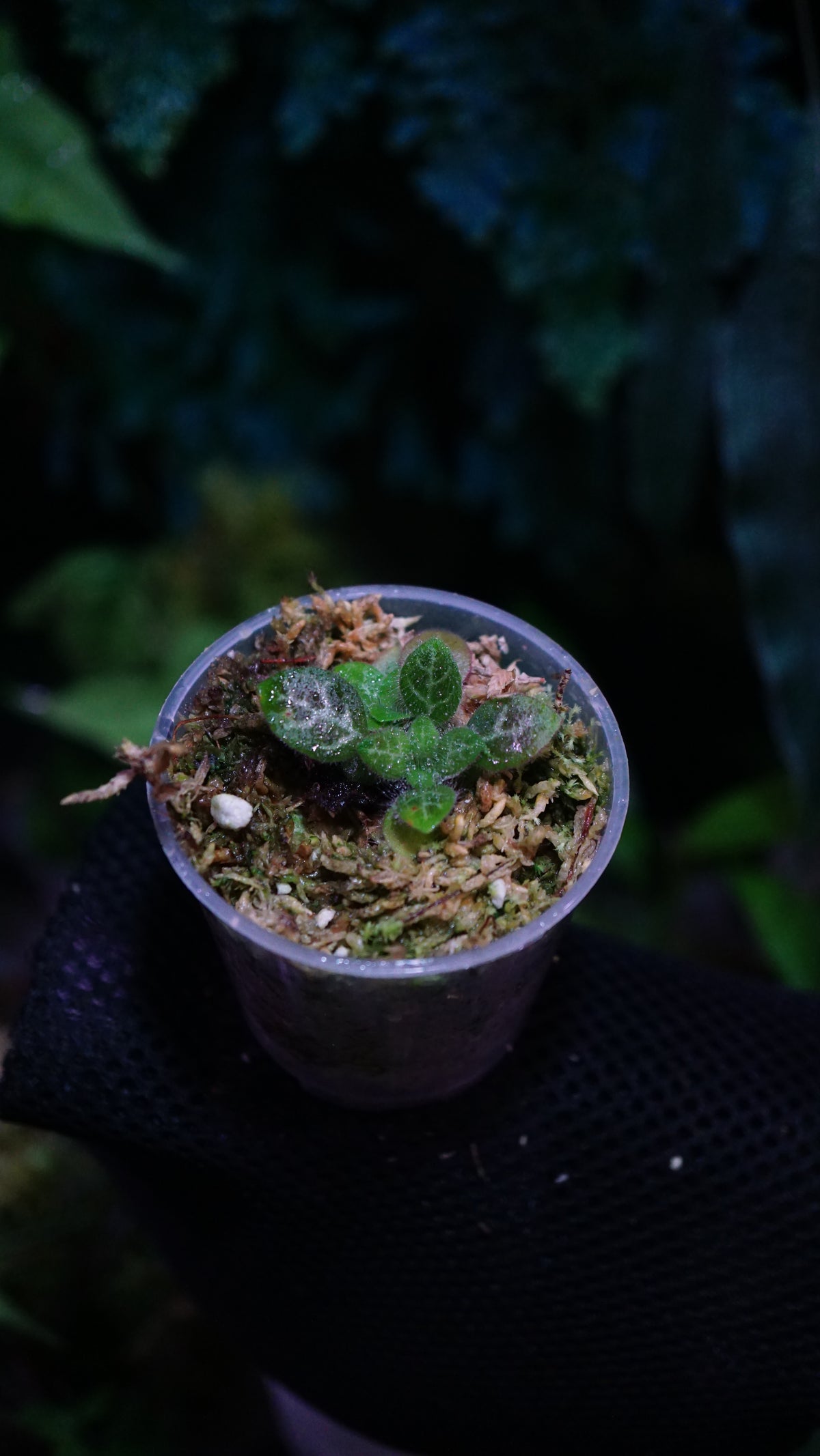 Primularia sinovietnamica