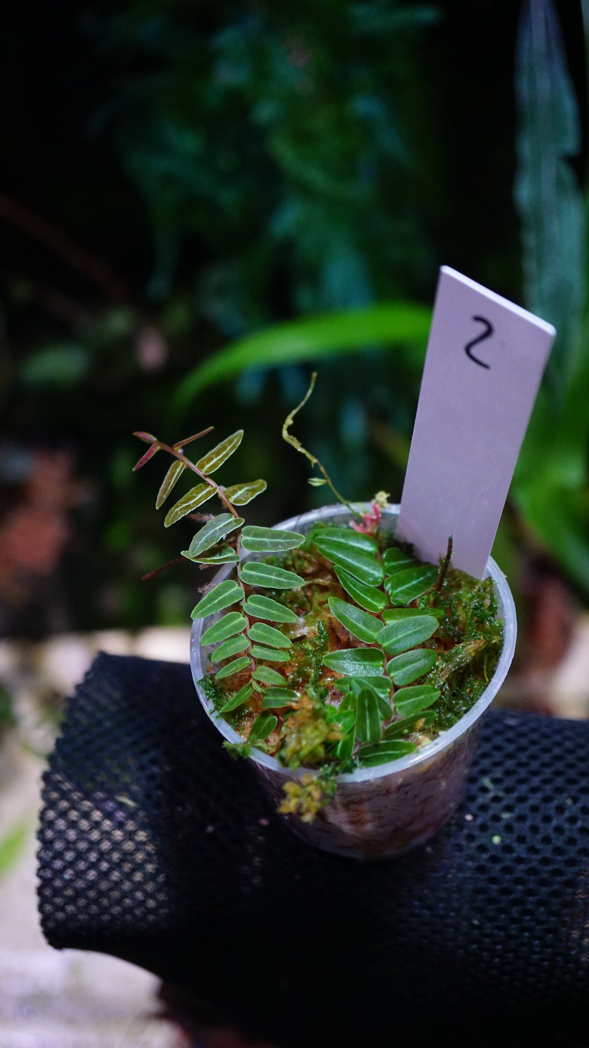Marcgravia sp 2