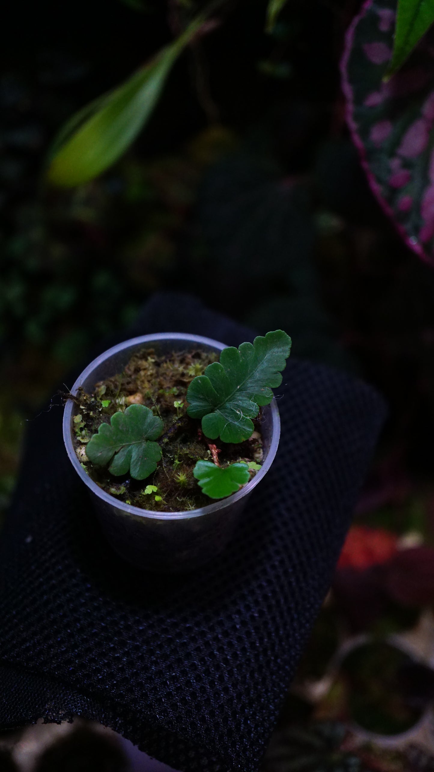 Davalia repens