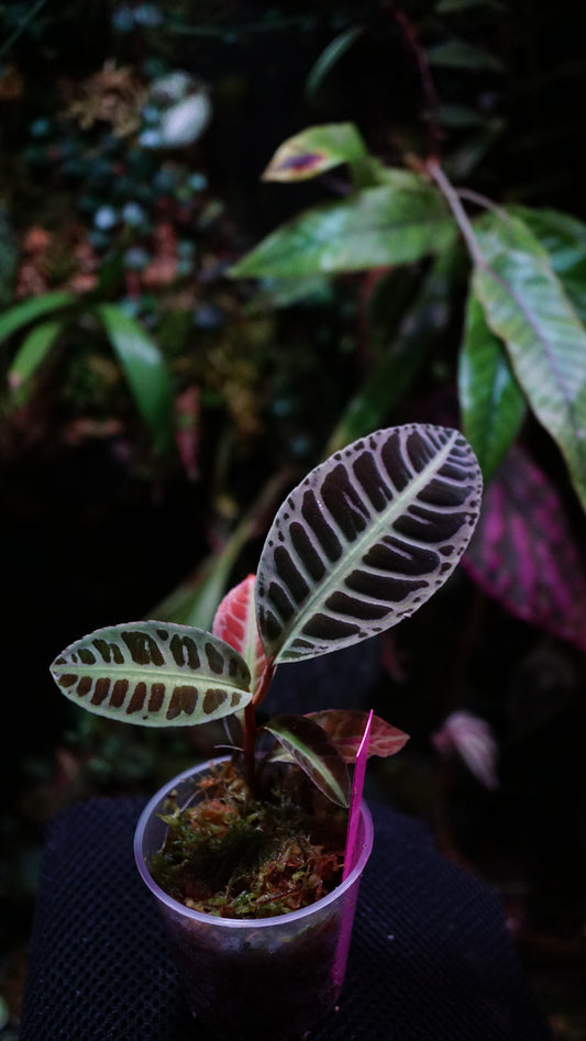 Emblemantha (labisia) N 1