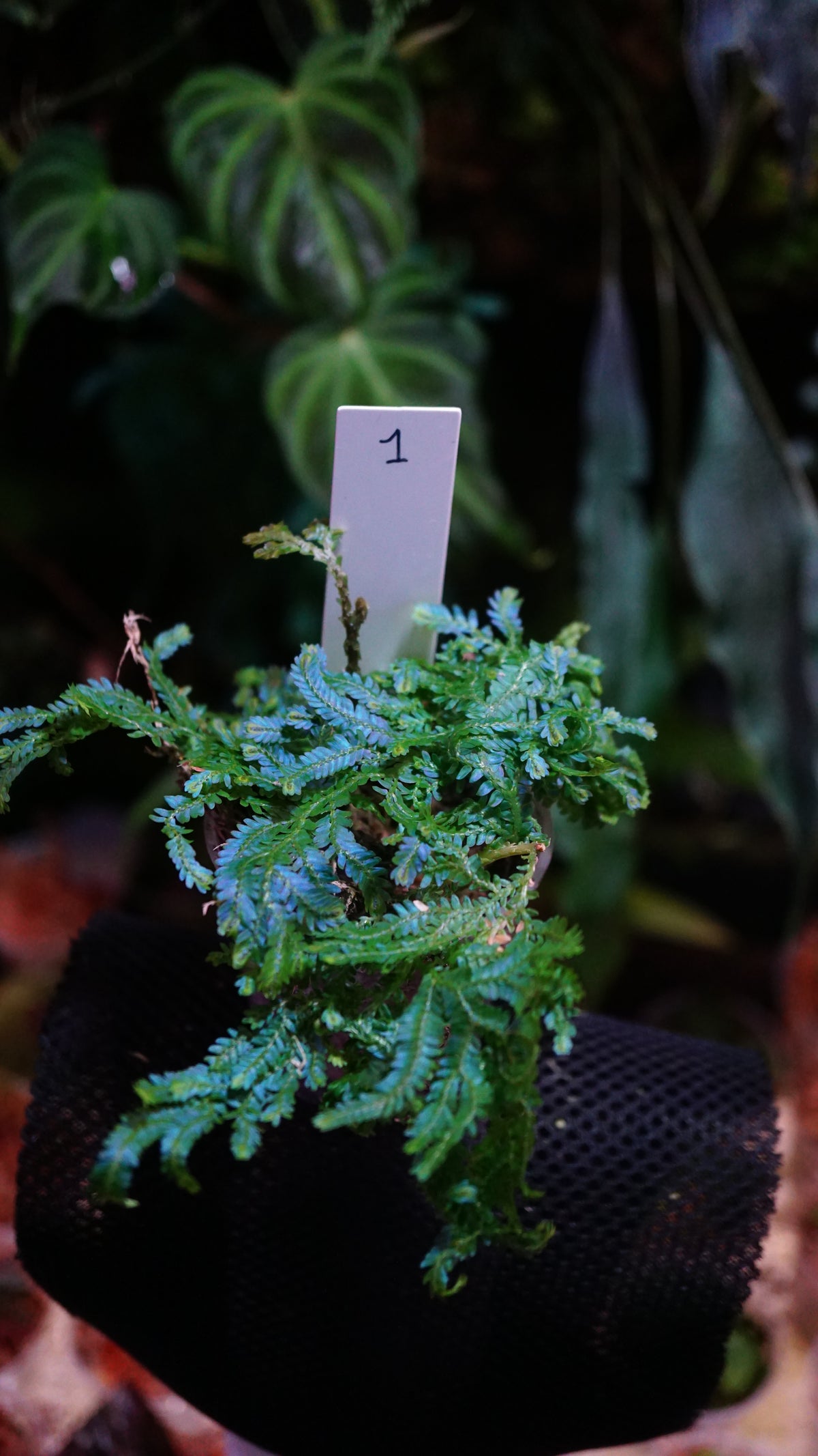 Selaginella wildenowii