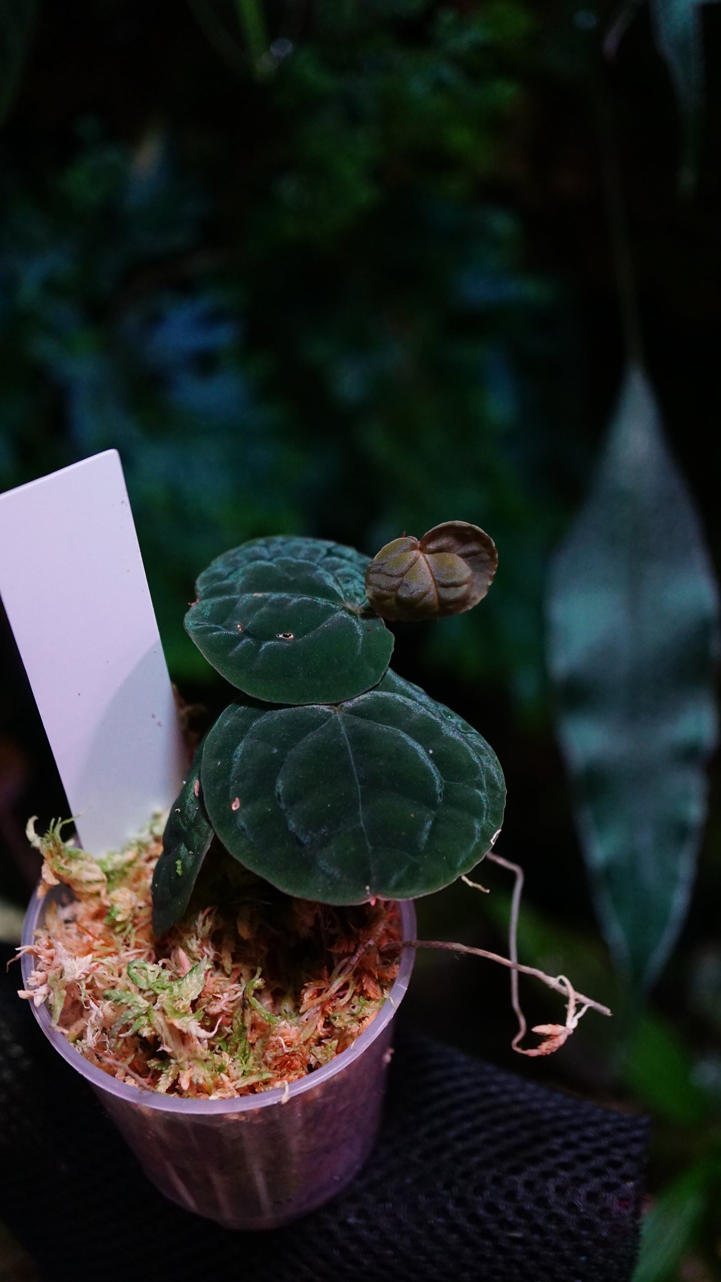 Culcasia rotundifolia