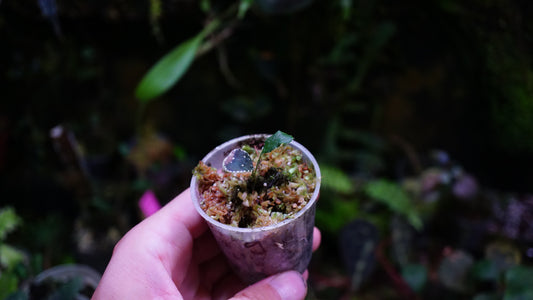 Fougère sp 9 ( selliguea albidosquamata )