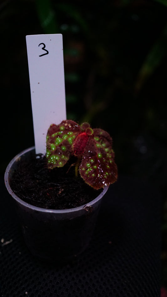 Sonerila sp ( eggshape ) n3