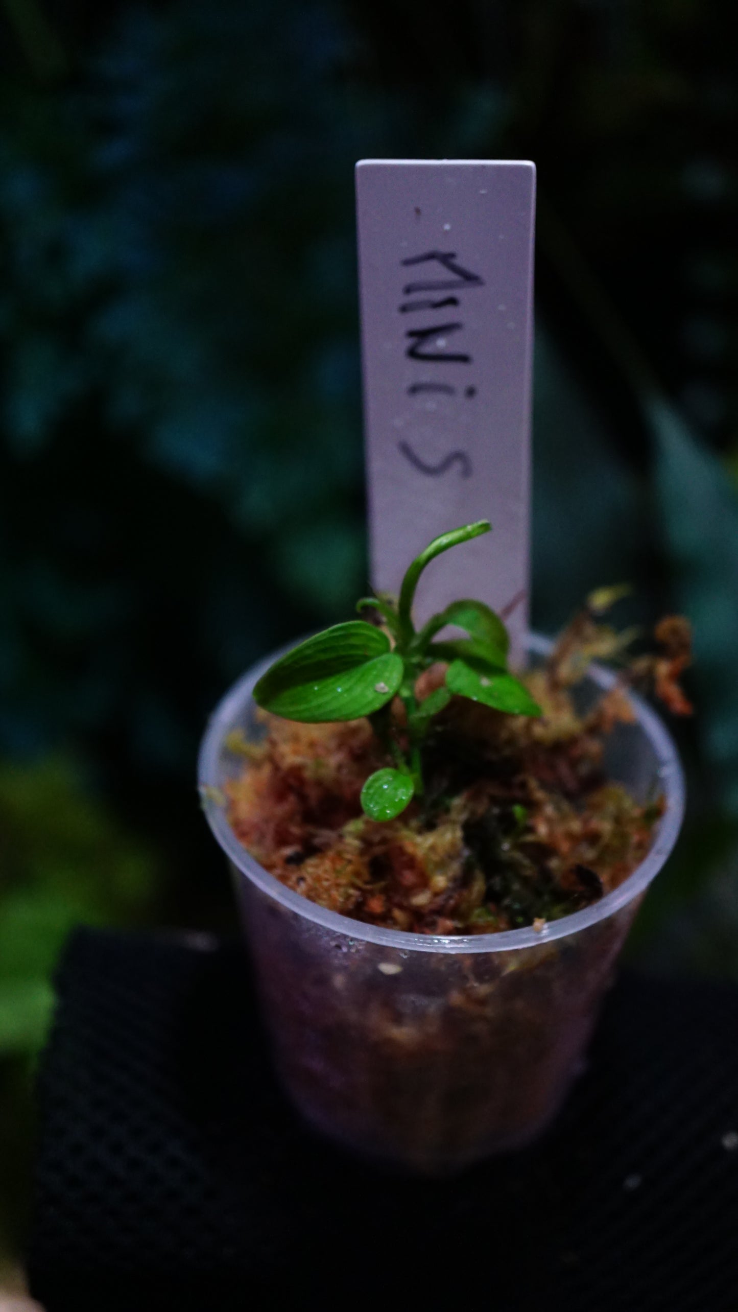 Philodendron mini Santiago