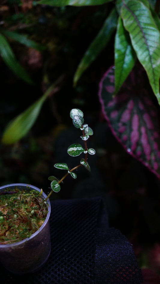 Argostemma sp Thailand