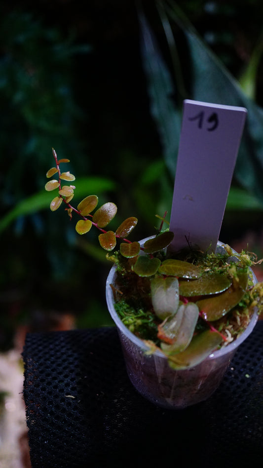 Marcgravia sp 19