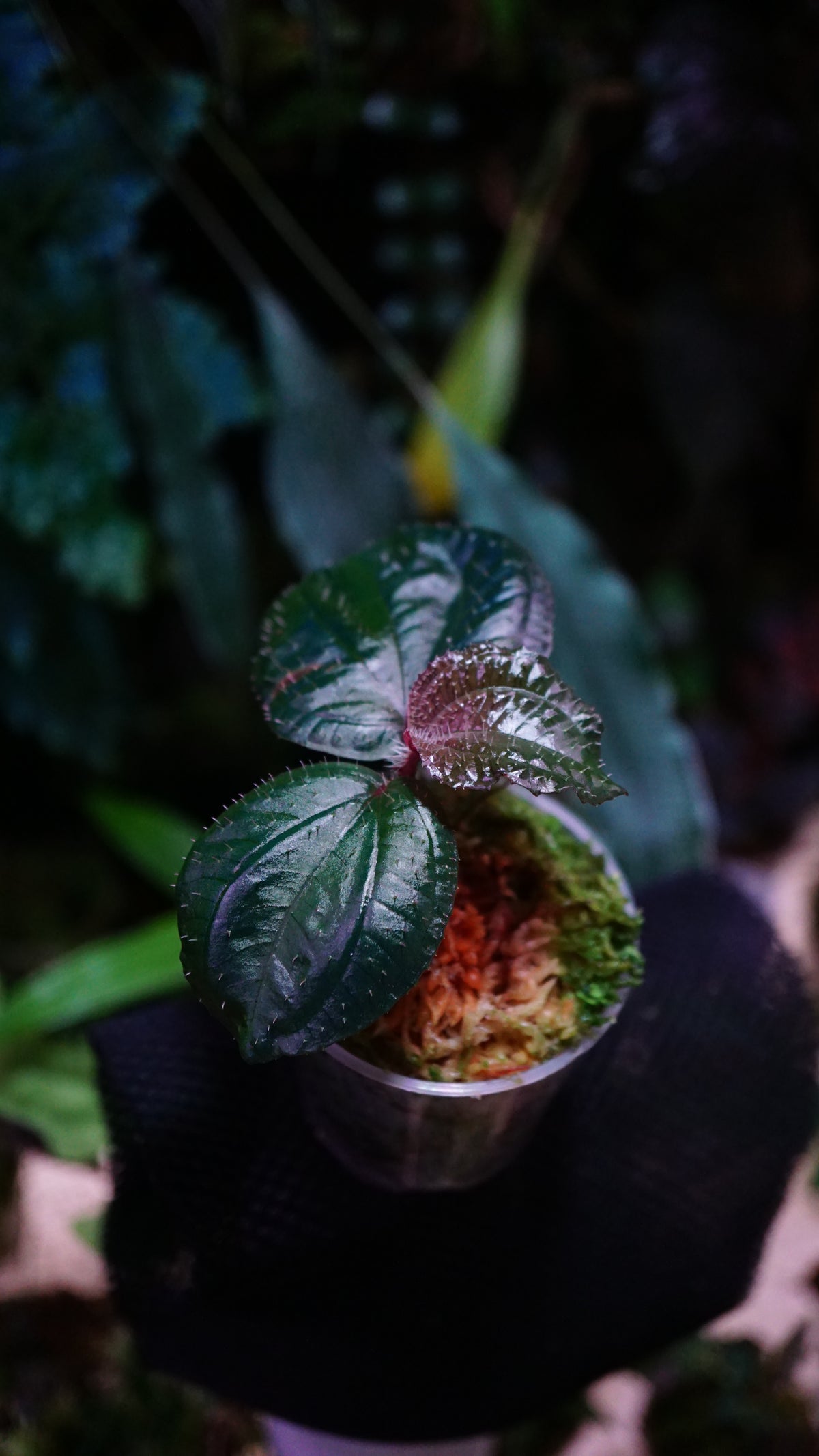 Phyllagathis rotundifolia