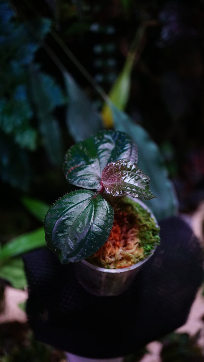 Phyllagathis rotundifolia