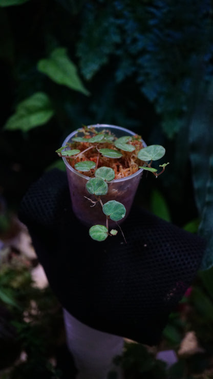 Begonia lichenora