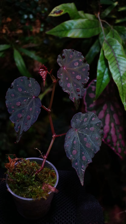 Bégonia amphioxus x sarawak