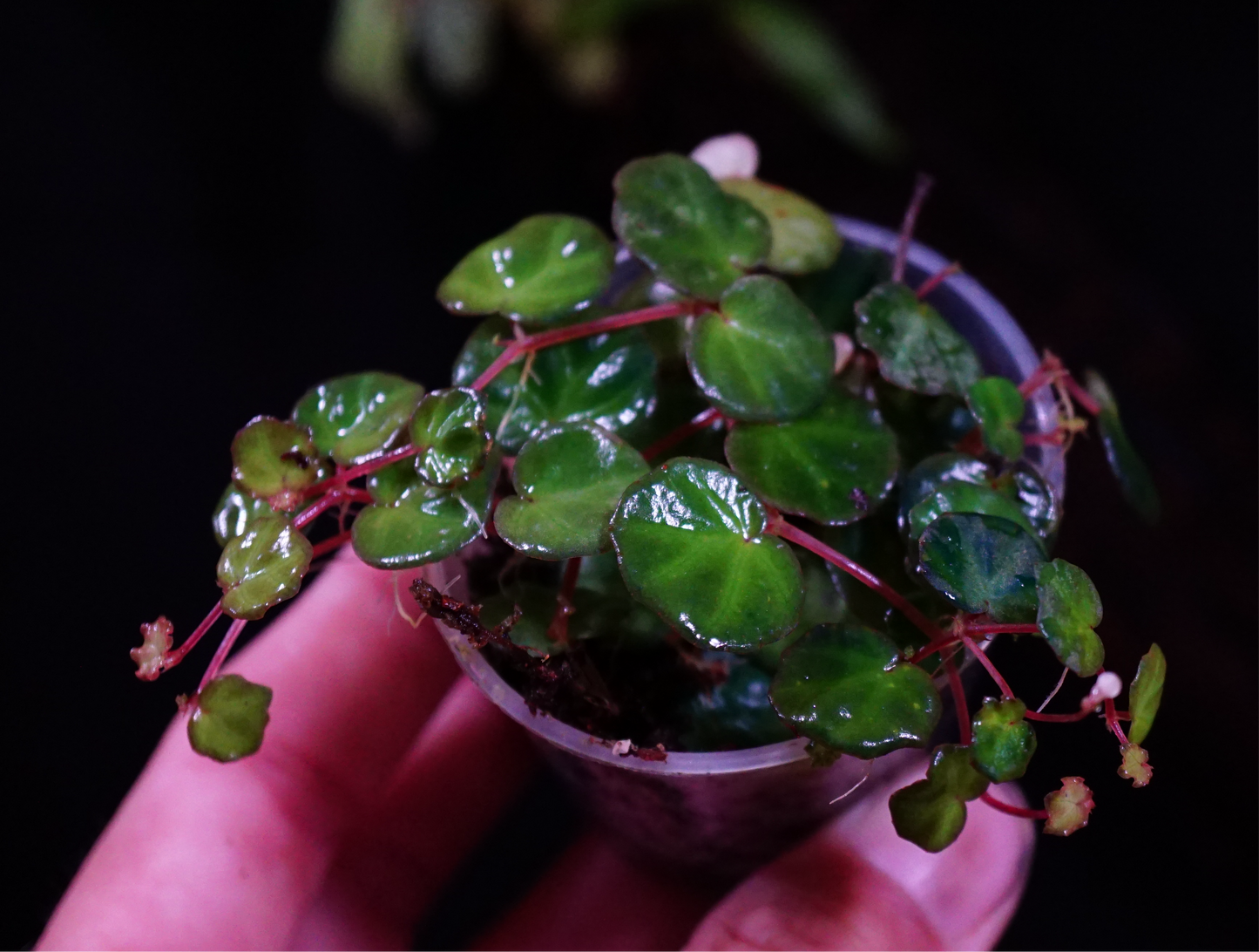 Begonia lichenora