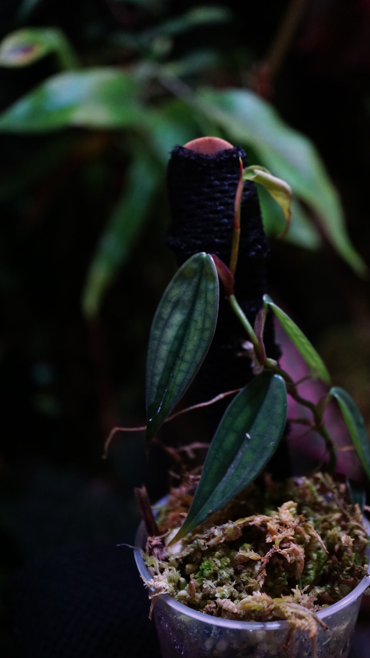 Philodendron burble Marx fantasy