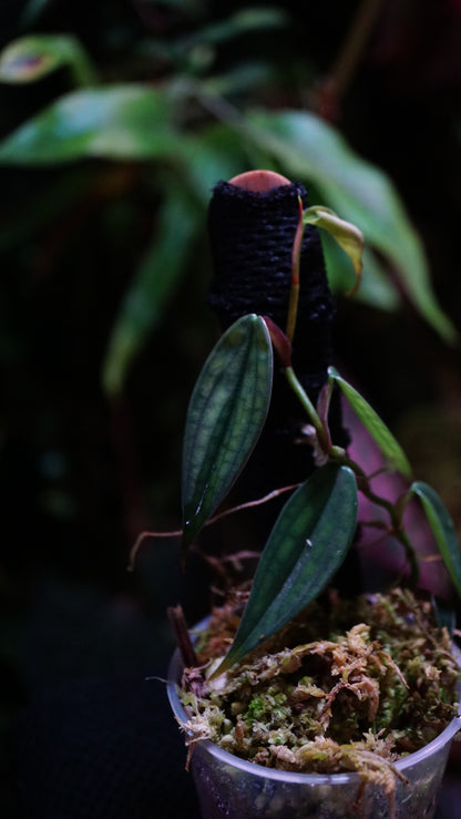 Philodendron burble Marx fantasy