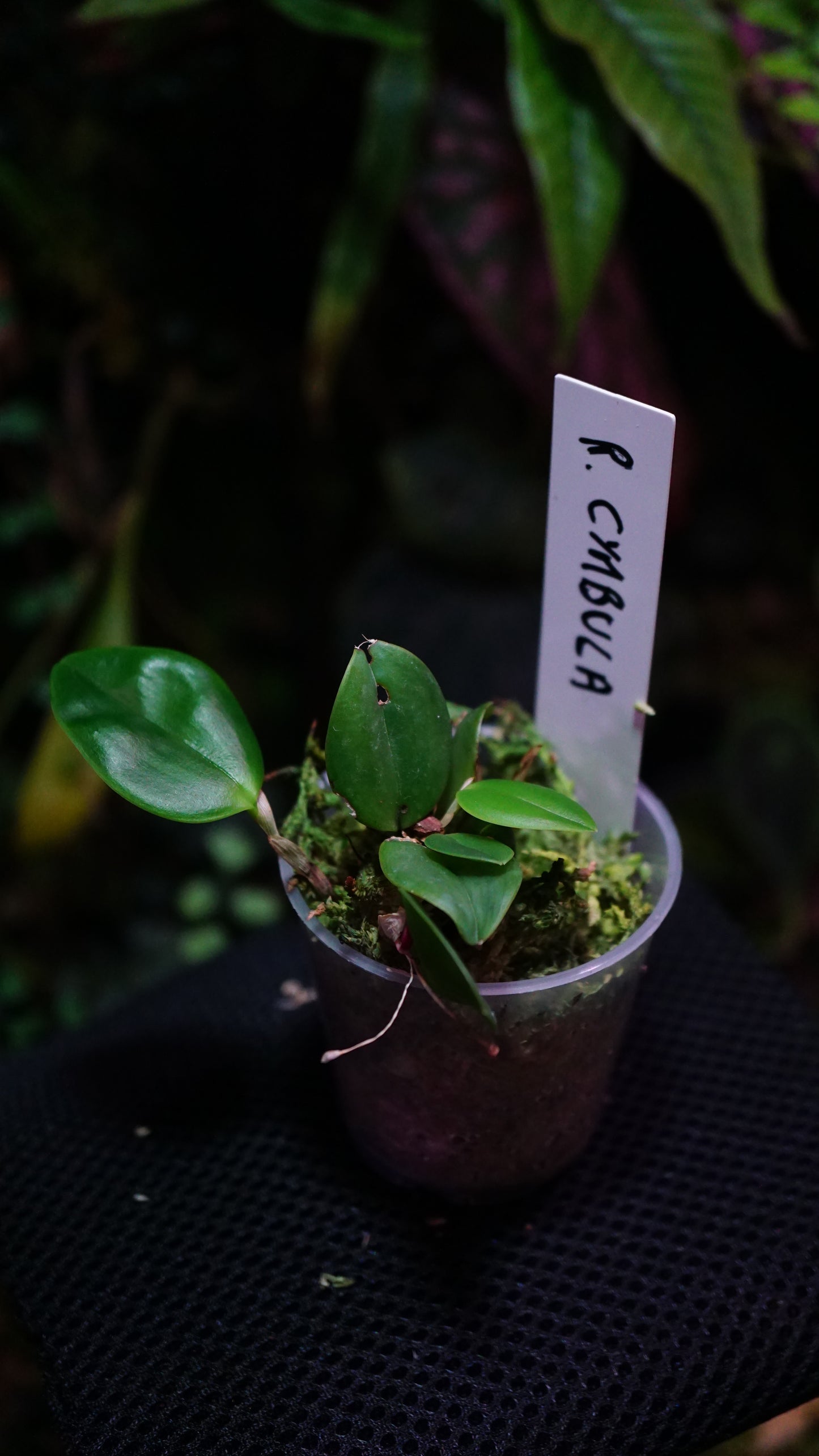 Restrepia cymbula