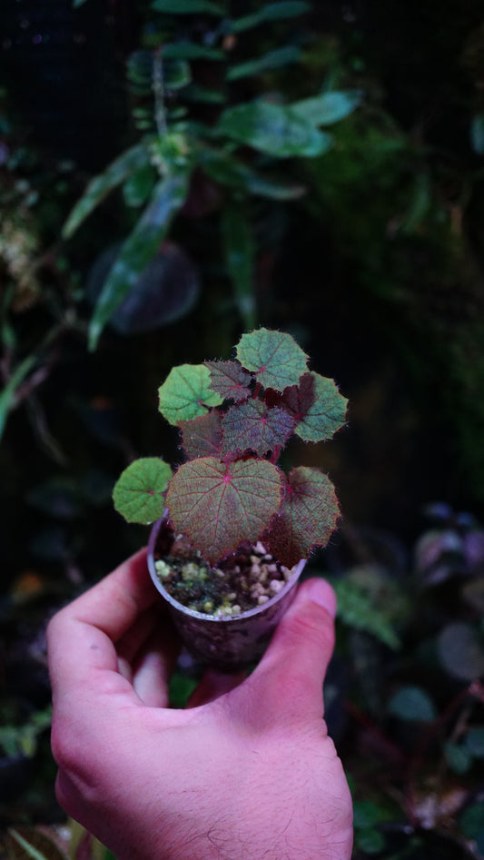 Bégonia puthai