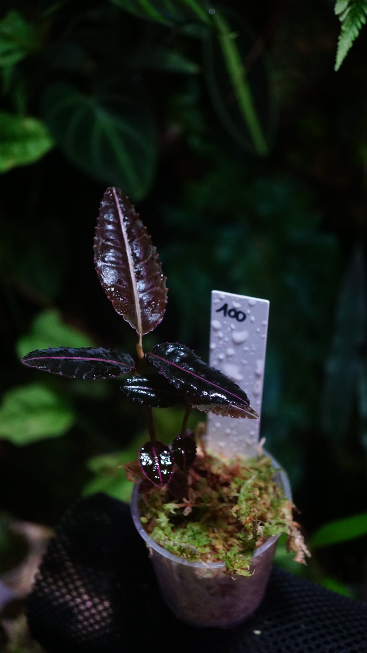 Emblemantha ( labisia ) N100