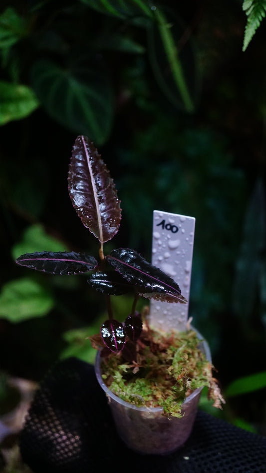 Emblemantha ( labisia ) N100