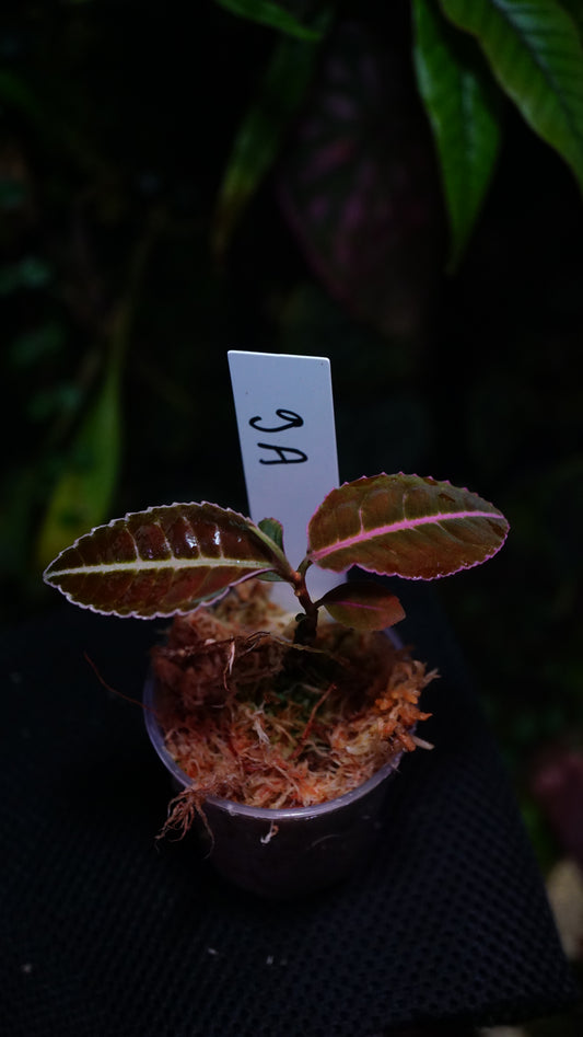 Labisia 9 A