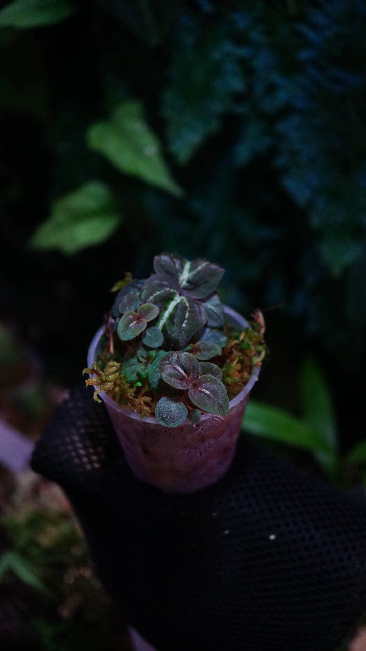 Sonerila sp mix