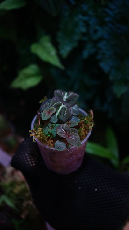 Sonerila sp mix