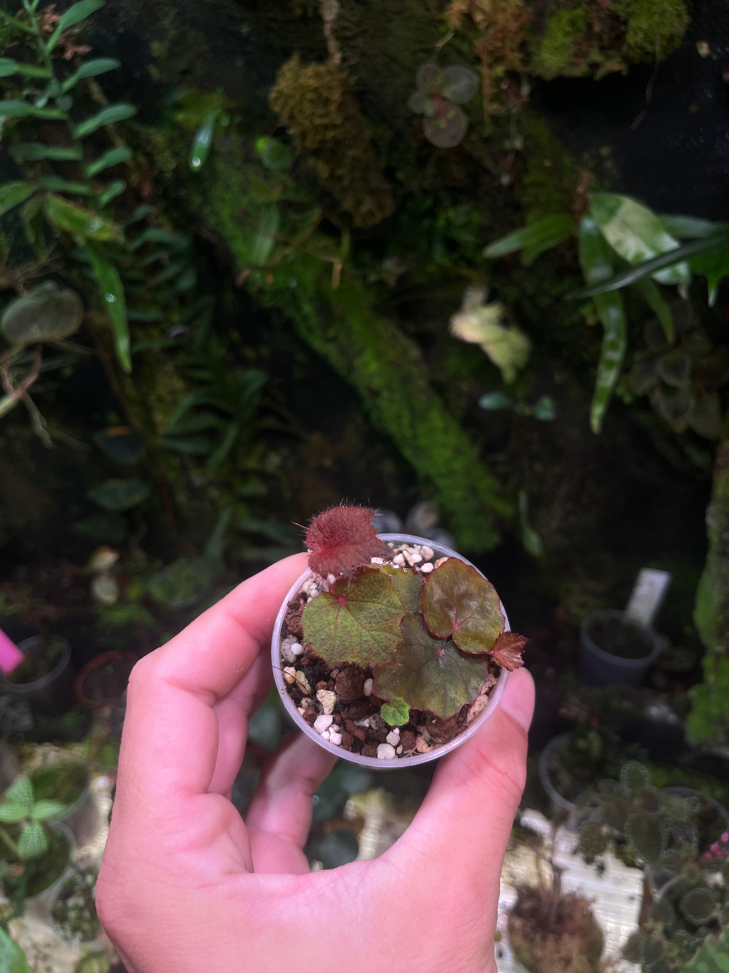 Bégonia puthai