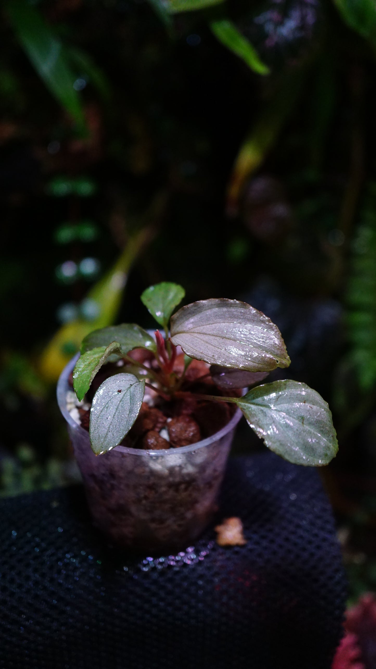 Homalomena humilis silver