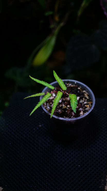 Begonia pteridiformis green