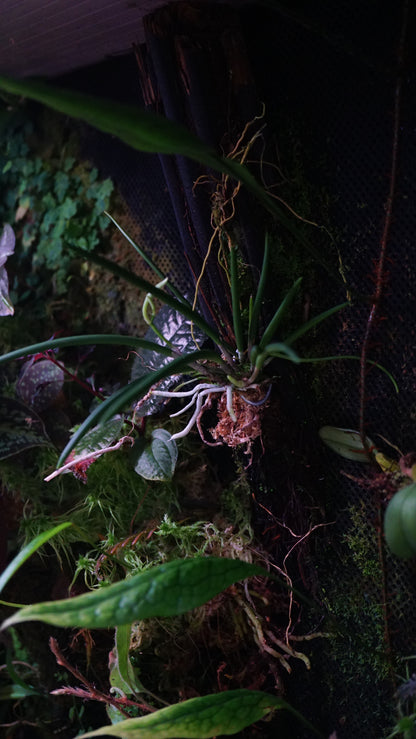 Leptotes bicolor var. Majus