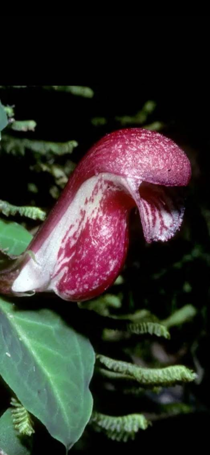 Corybas fornicatus ( bulbe 3-4mm stade actuel : bulbe )