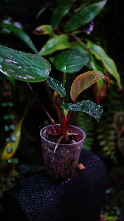 Homalomena sp