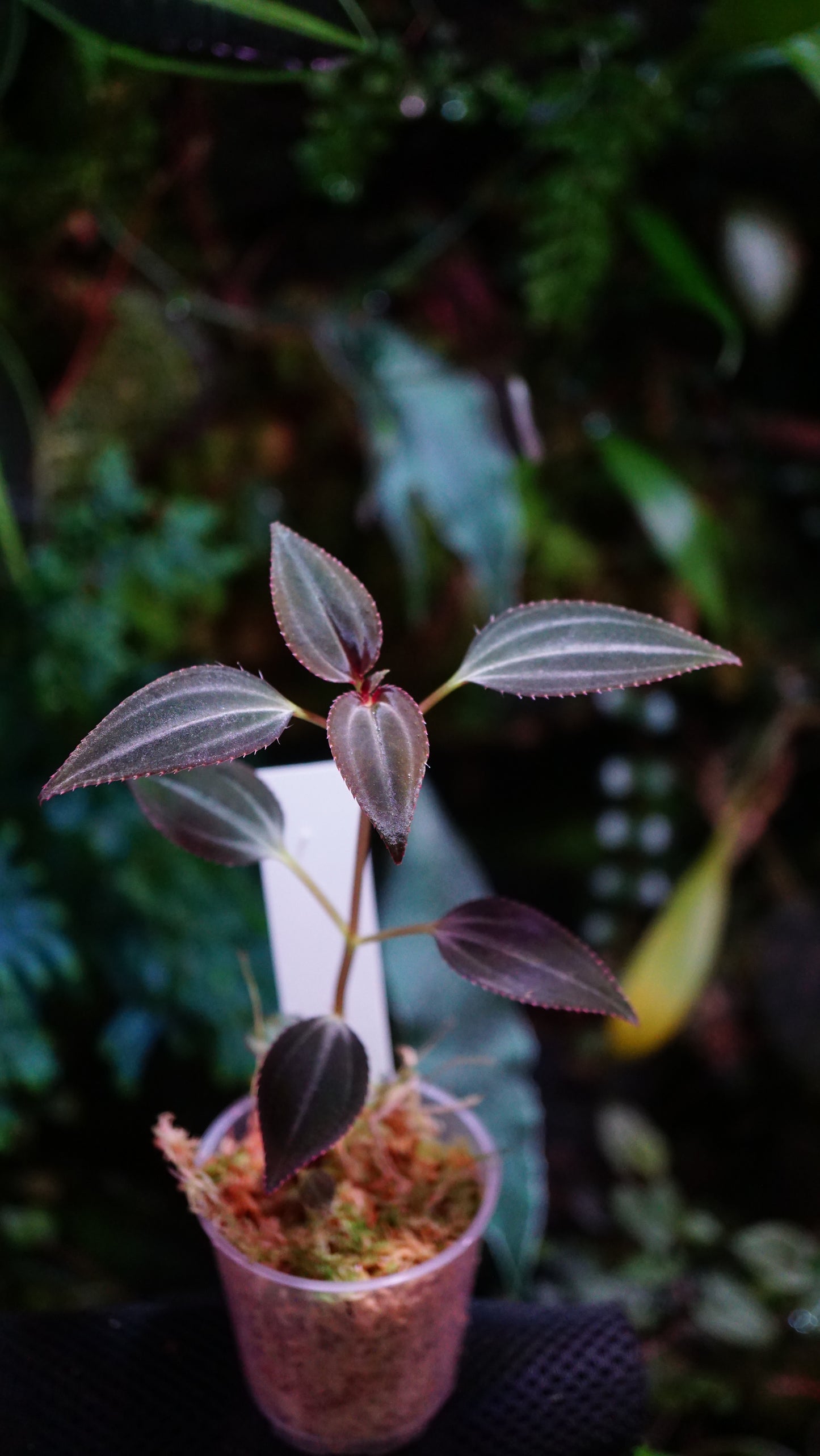 Arthrostemma parviflora
