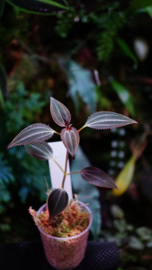 Arthrostemma parviflora