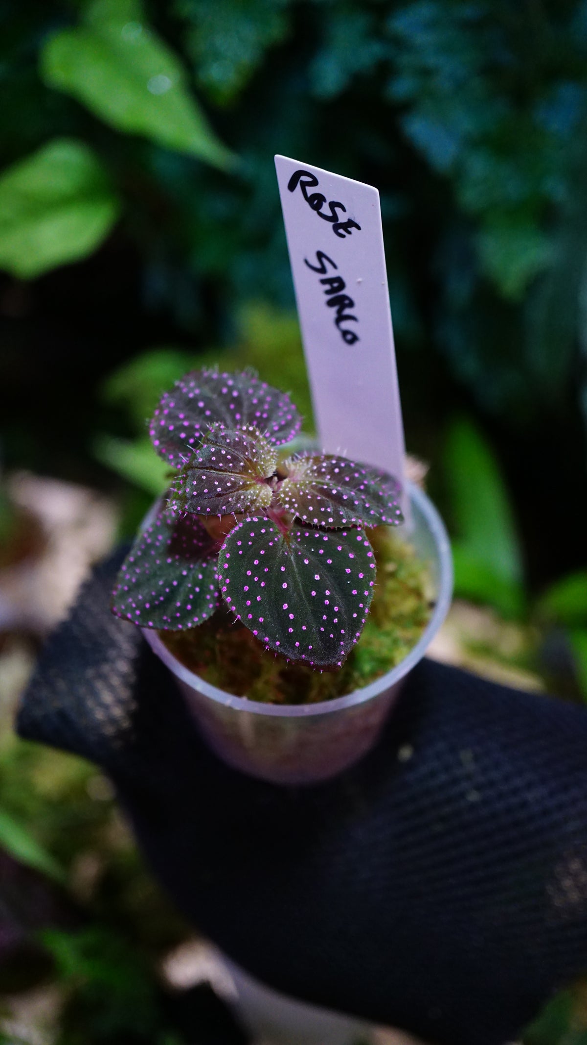 Sarcopyramis sp pink