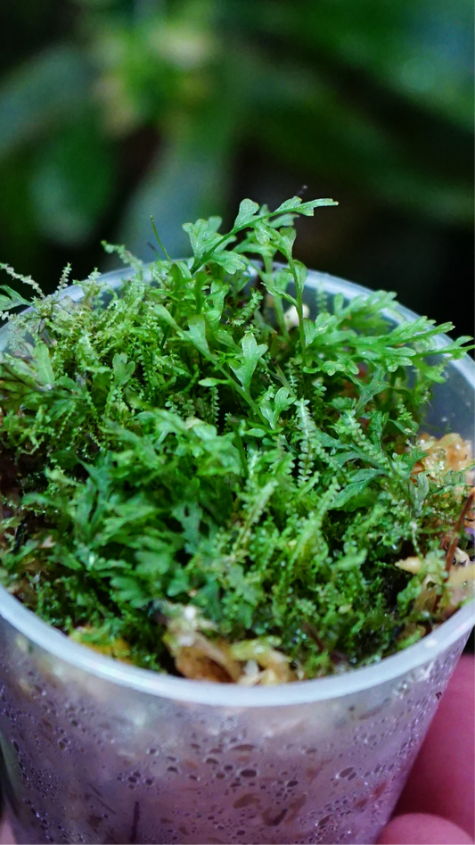 Hymenophyllum sp