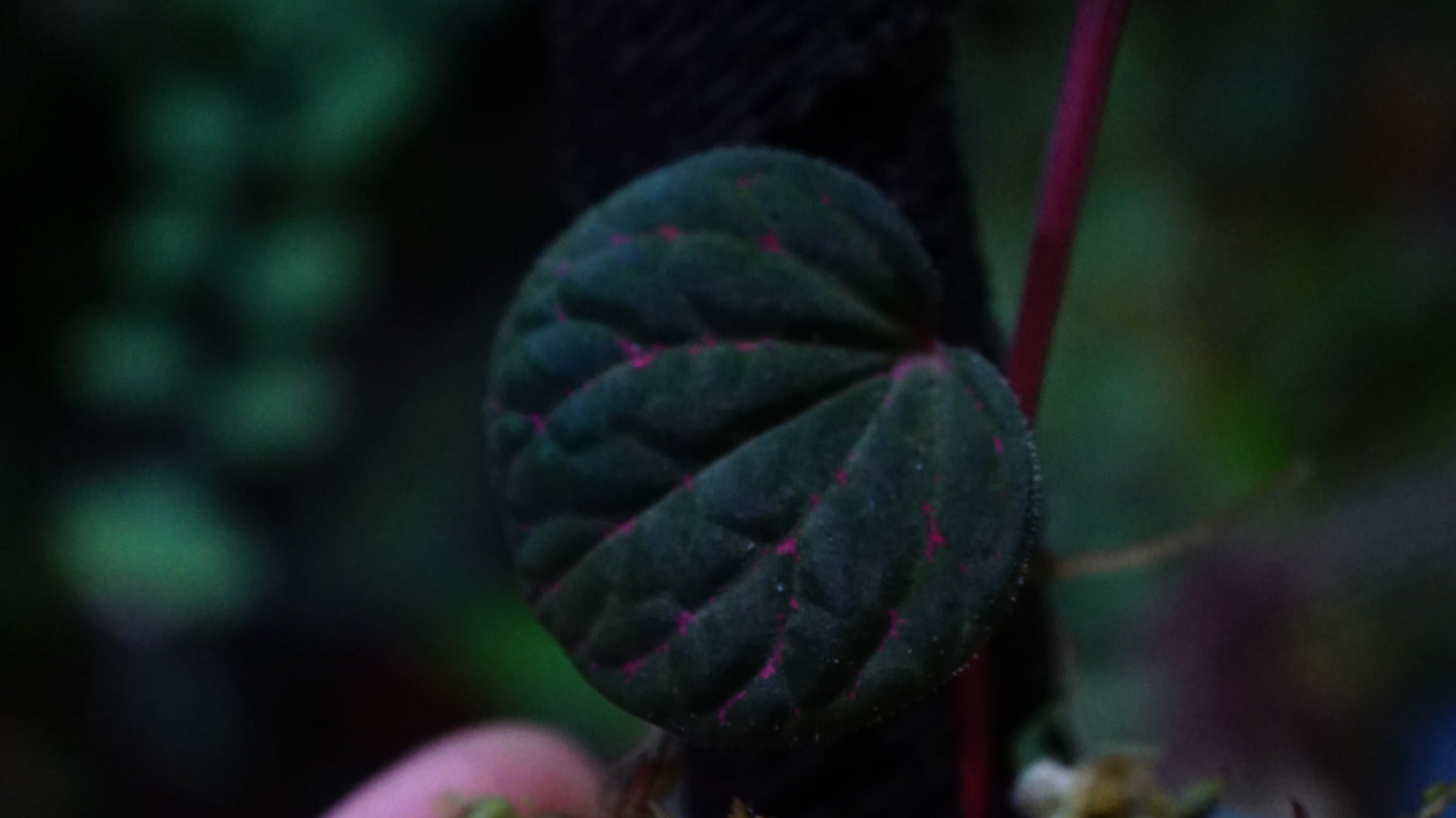 Piper sp porphyrophyllum