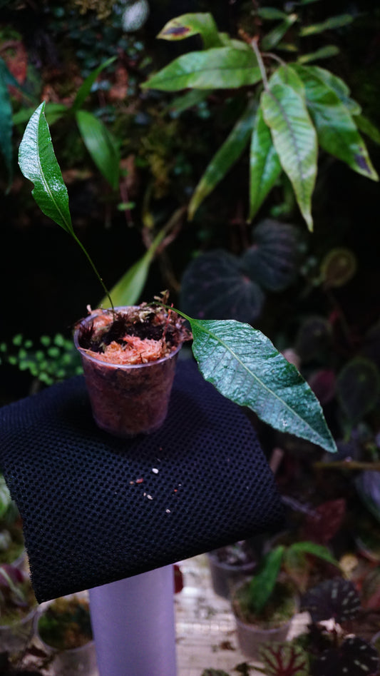 Pyrosia sp (selliguea?)