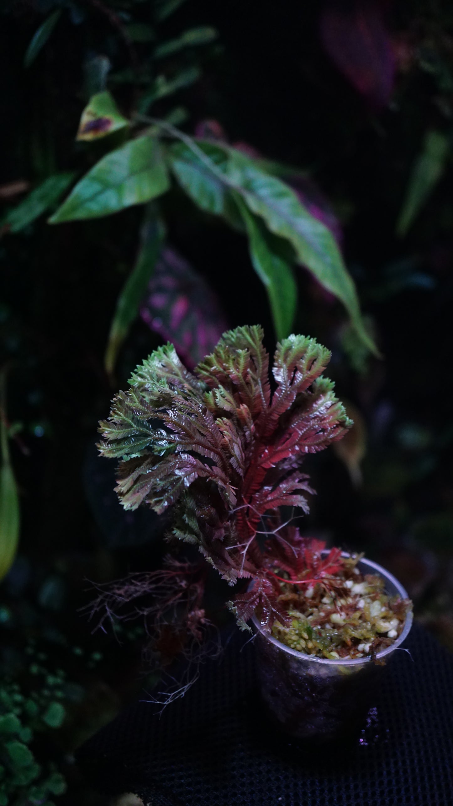 Selaginella intermédia