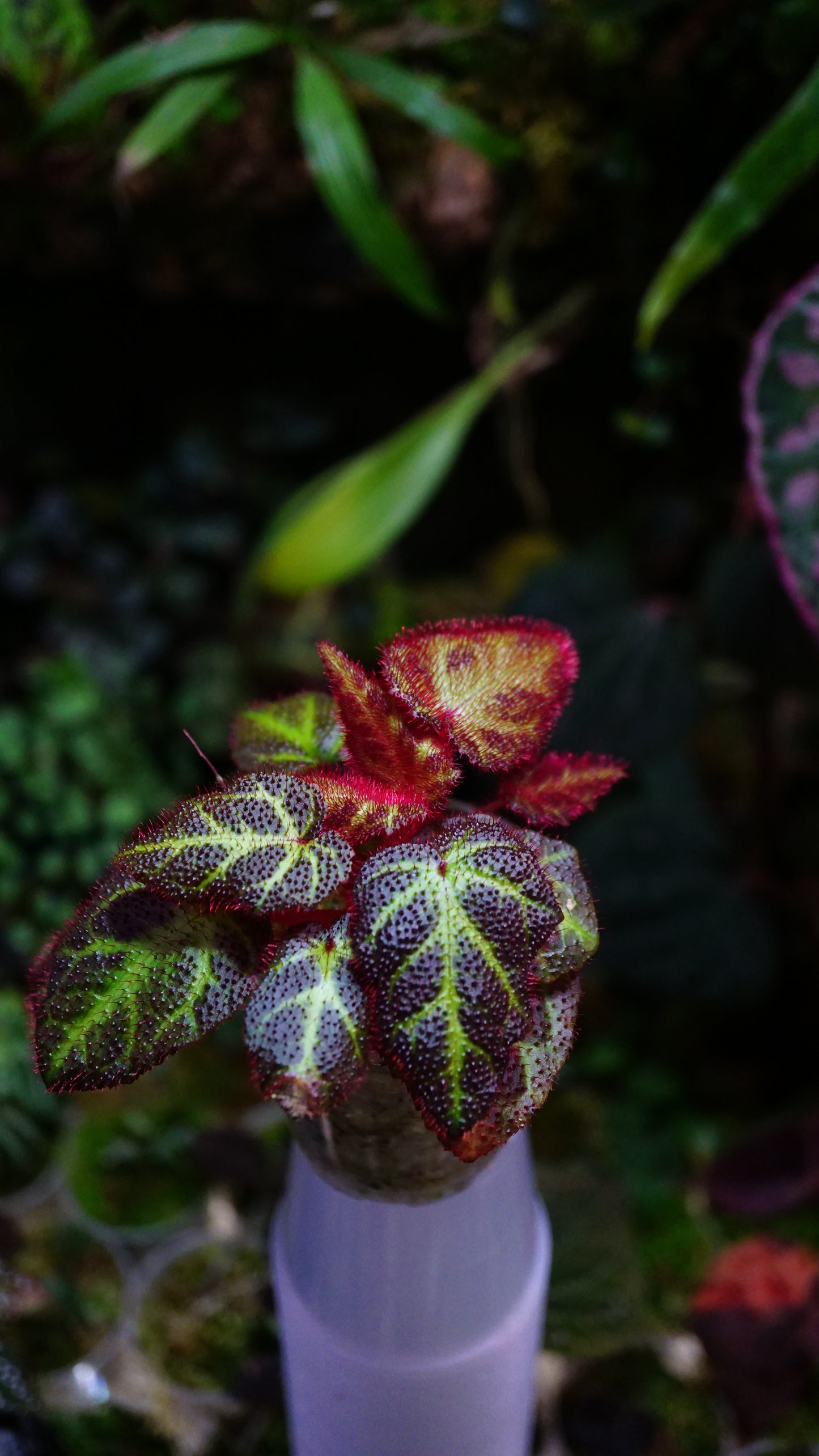 Bégonia sp ( Sumatra )