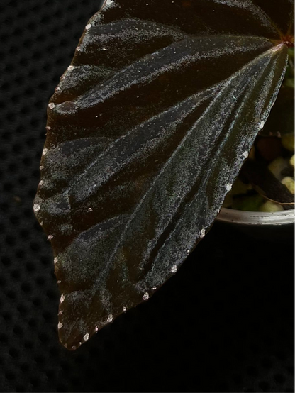 Bégonia black blood