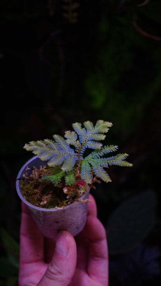 Selaginella sp