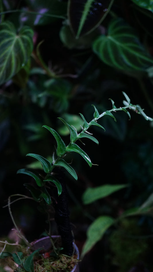 Raphydophora tenuis