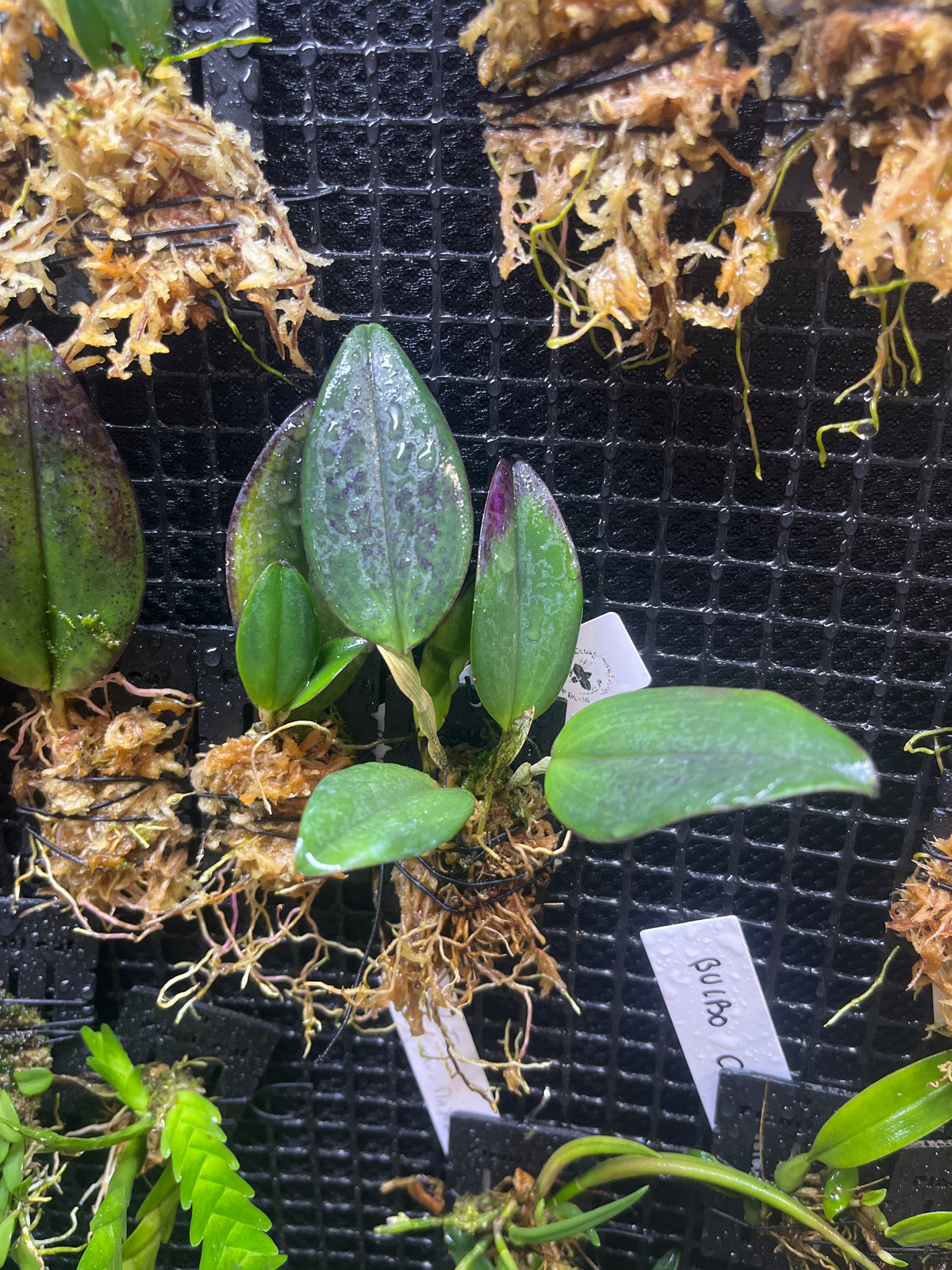 Restrepia guttulata