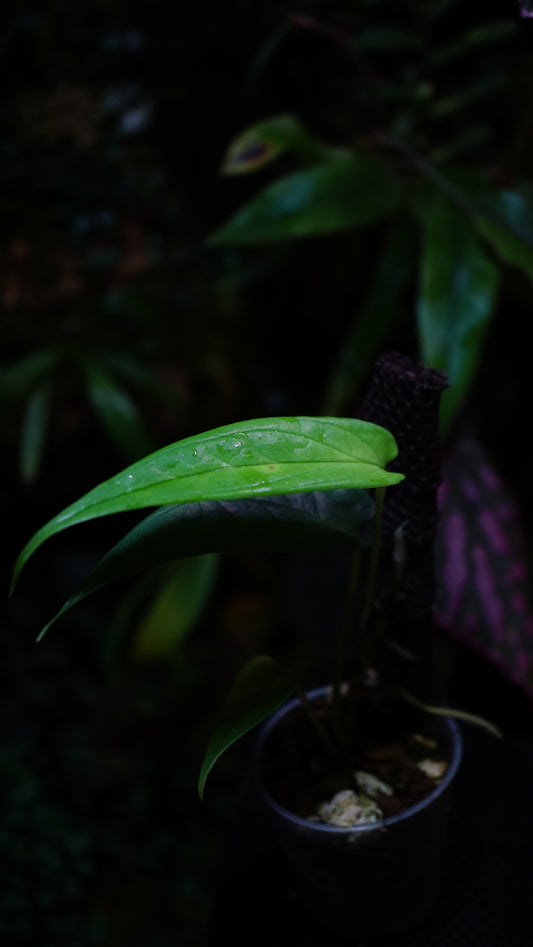 Amydrium sp ( rare form )