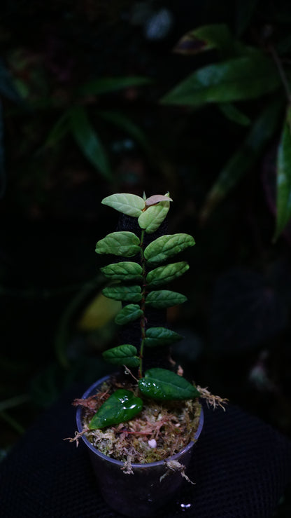 Piper sp