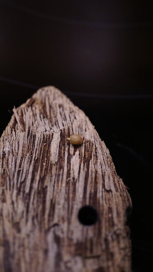 Corybas pictus ( bulbe 3-4mm )