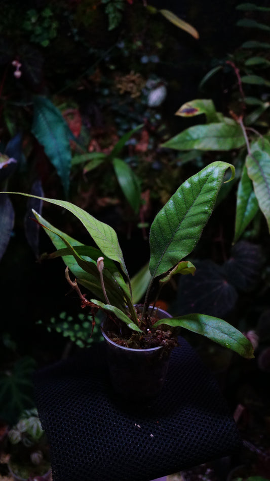 Pyrosia ( selliguea ? )