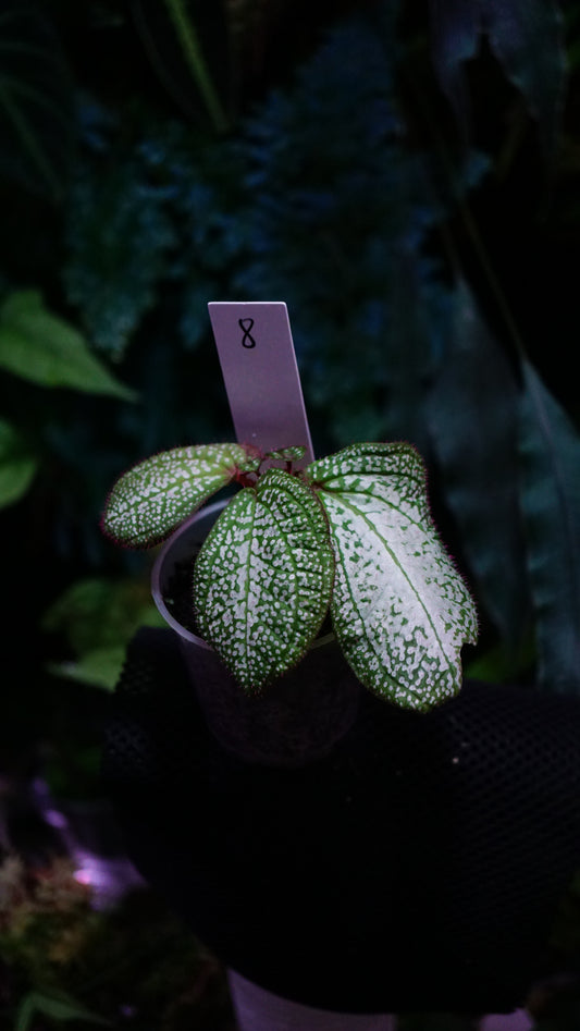 Sonerila ( eggshape) n8