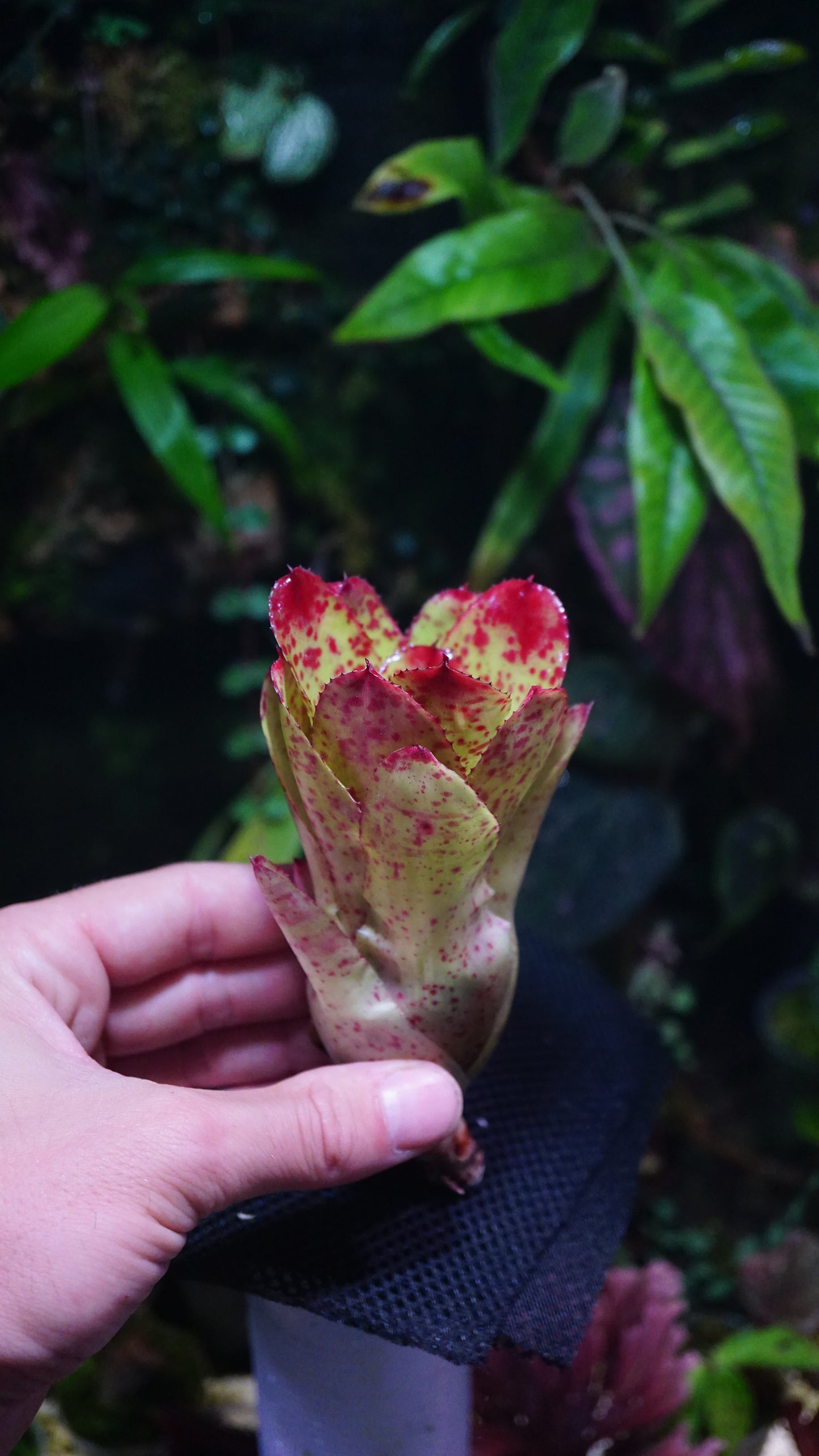 Neoregelia chili flash