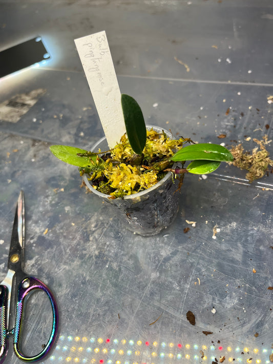 Bulbophyllum pingtungense